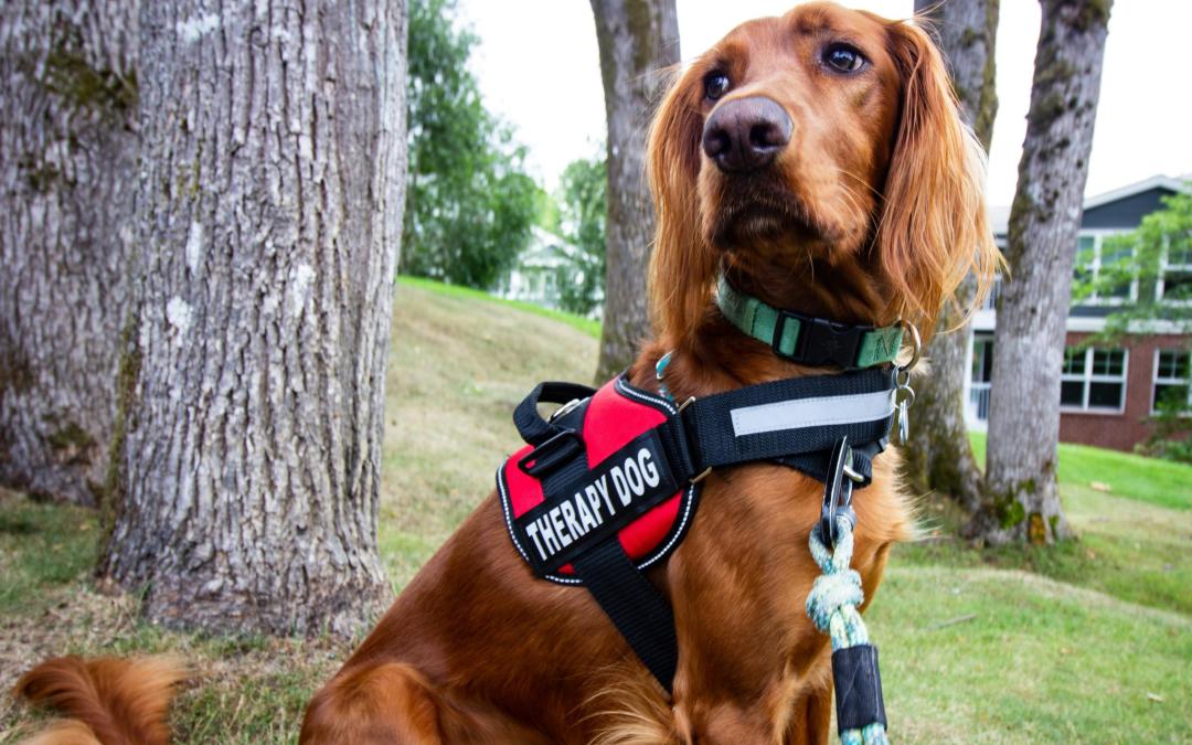 More Than Just Cute: The Psychology Behind Therapy Dogs